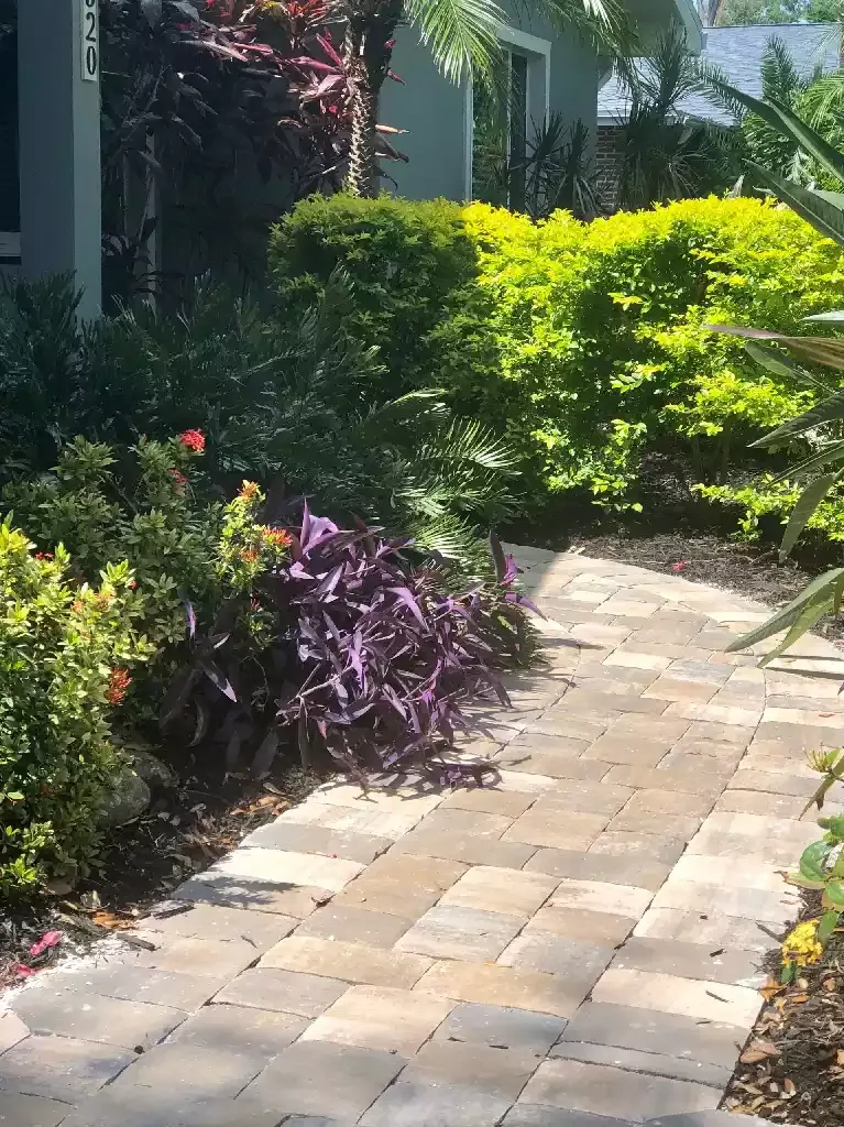 Concrete paver walkway running through a landscaped side yard in Venice, Florida